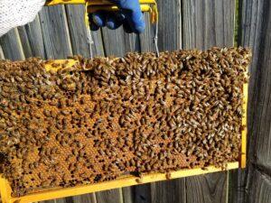 get rid of bees Katy, TX