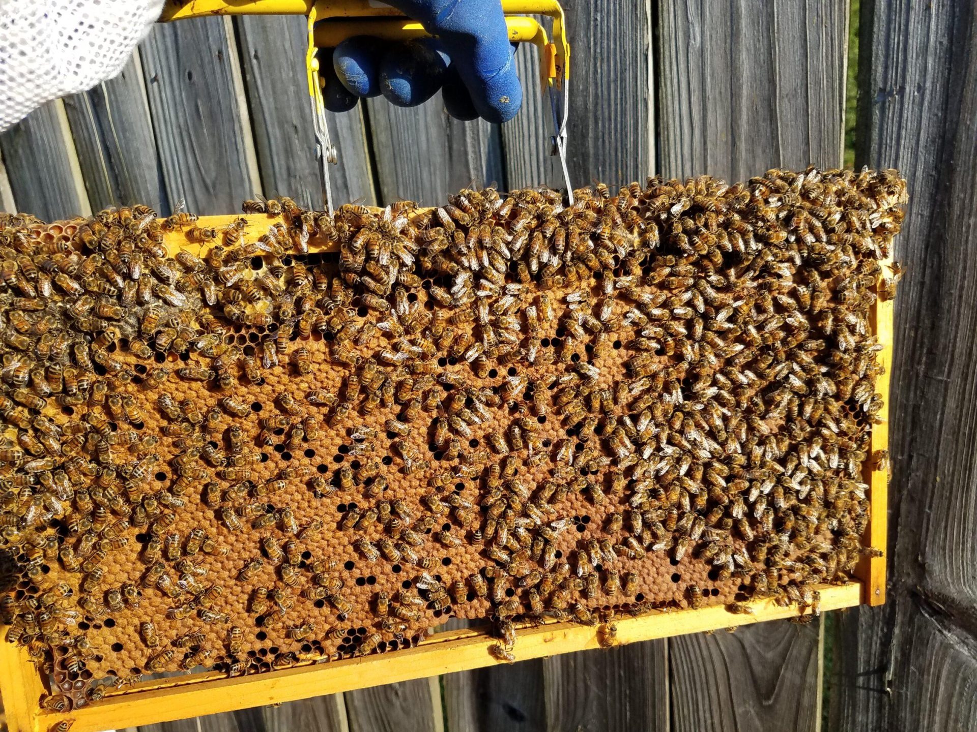 Bee Removers Near Me Katy, TX