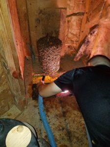 Bee hive removal Houston, TX
