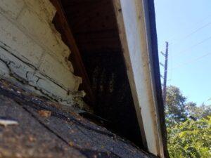 wasp nests Houston, TX