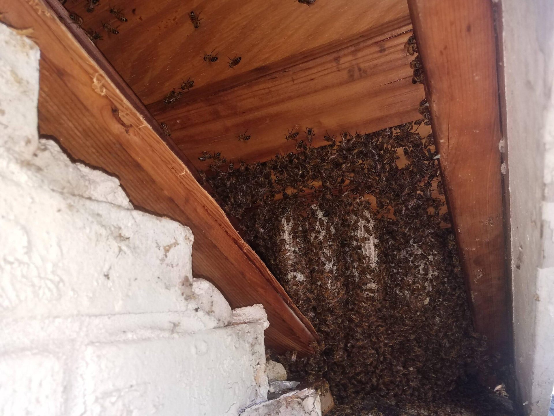 removing a wasp nest Sugar Land, TX 