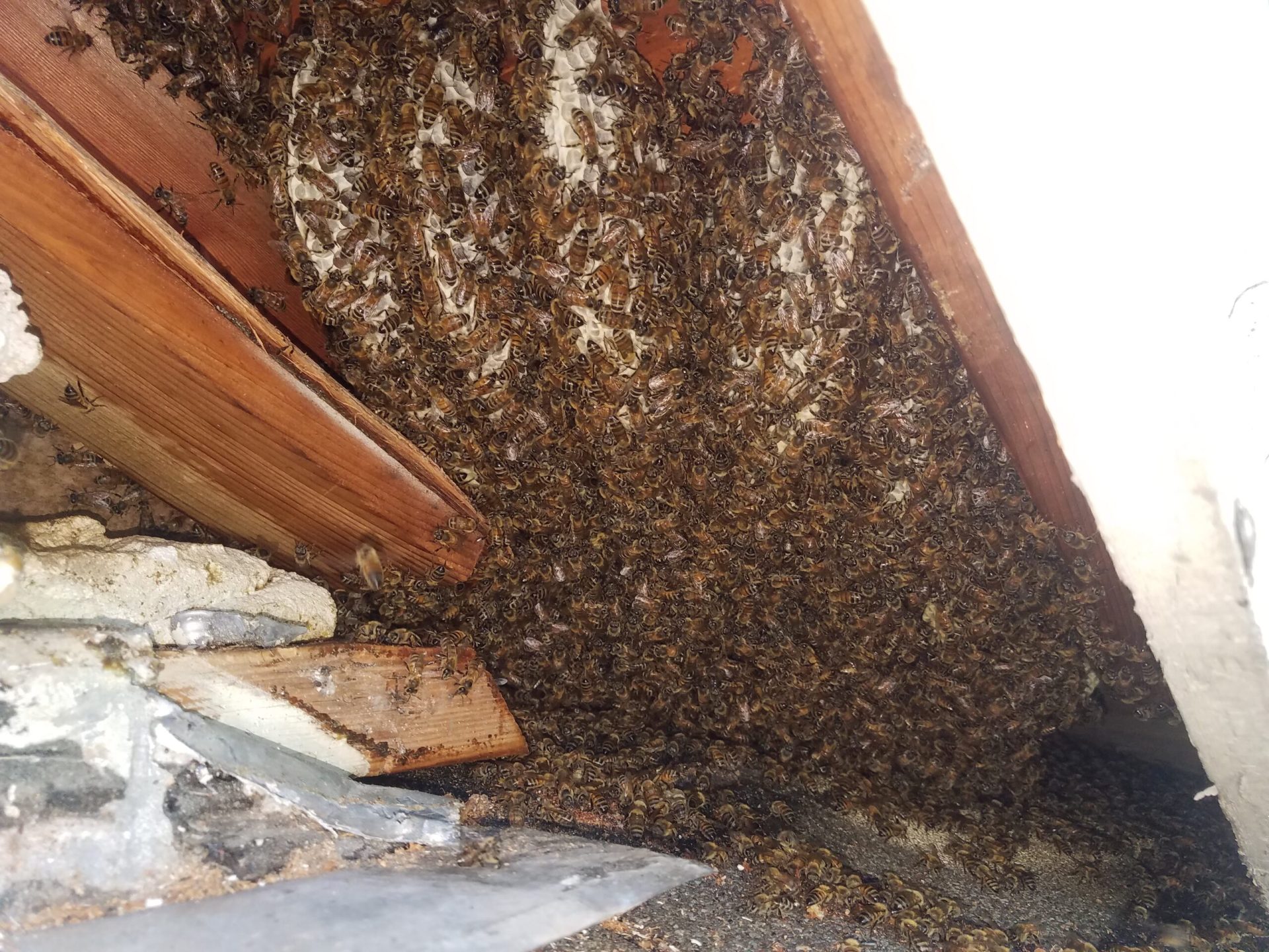removing a wasp nest Sugar Land, TX 