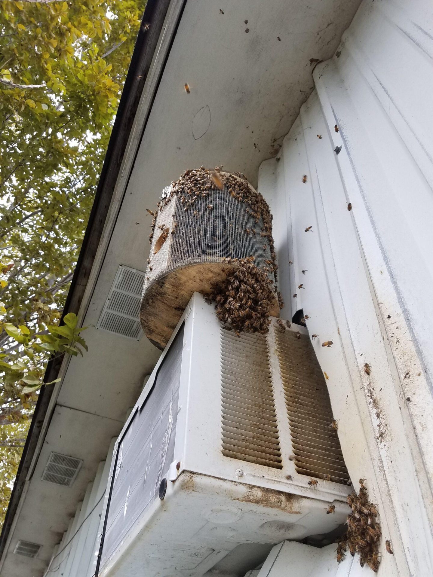 Honeybee Removal Houston, TX