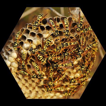 Wasps Extermination Katy, TX