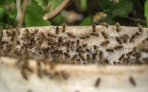 honeybee removal Katy, TX