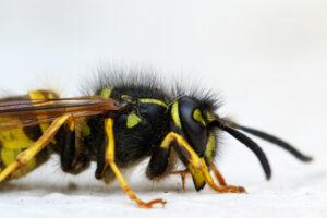 wasps nest Houston, TX