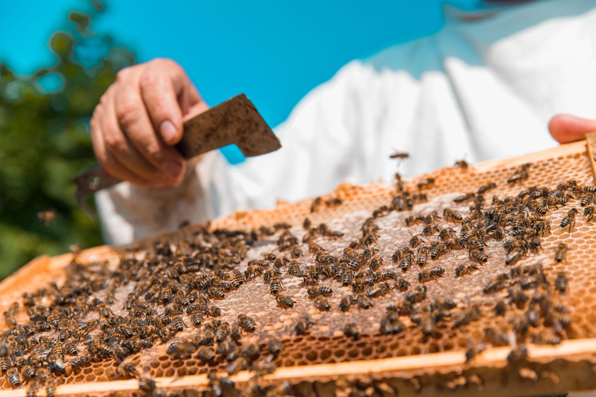 Bee Hive Removal Near Me Sugar Land, TX