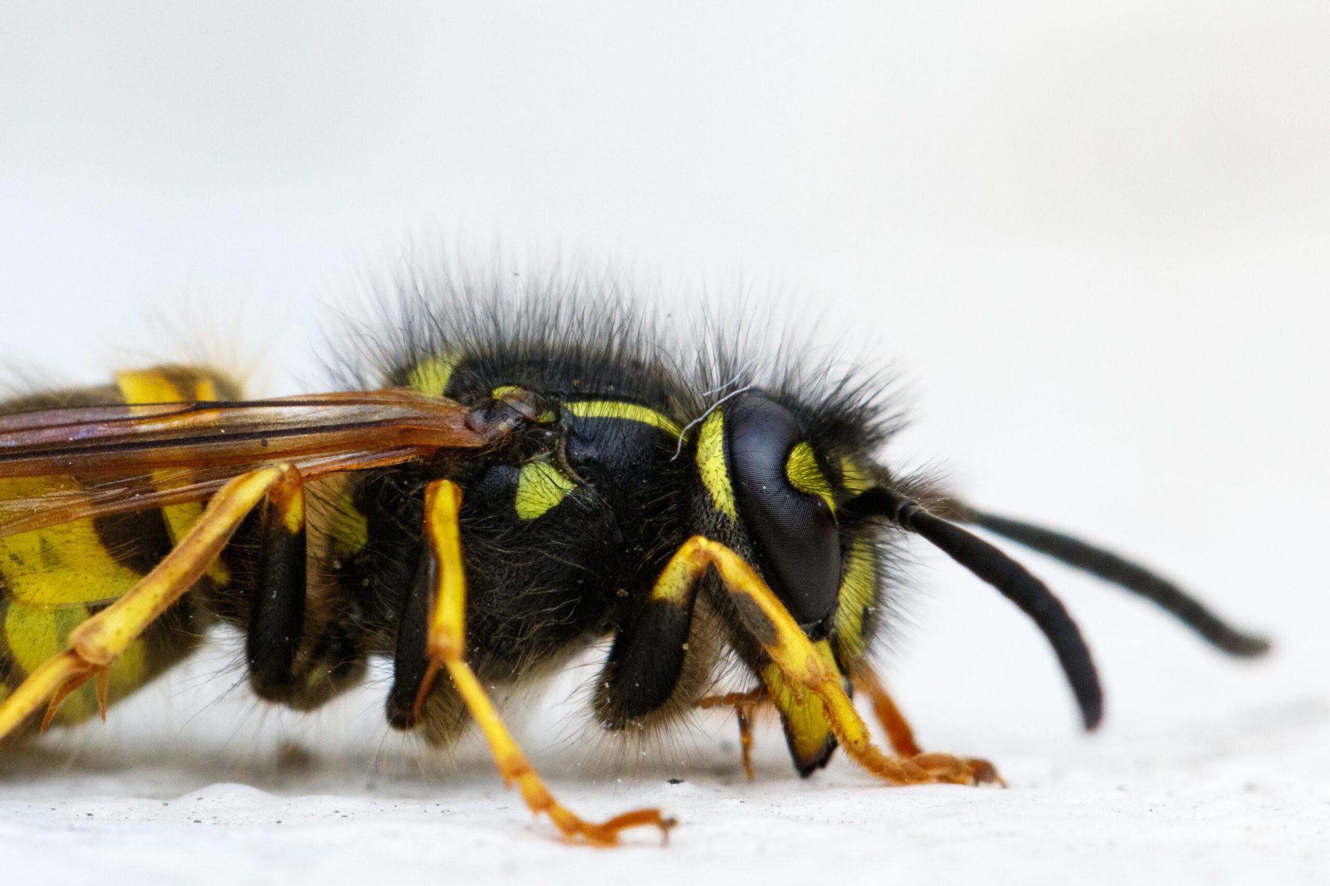 Wasp Exterminator Near Me Katy, TX