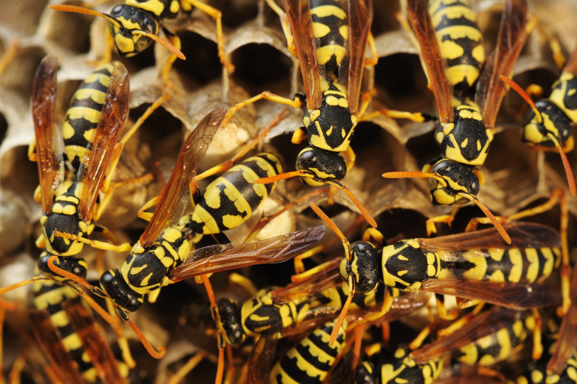 Wasps Extermination Sugar Land, TX