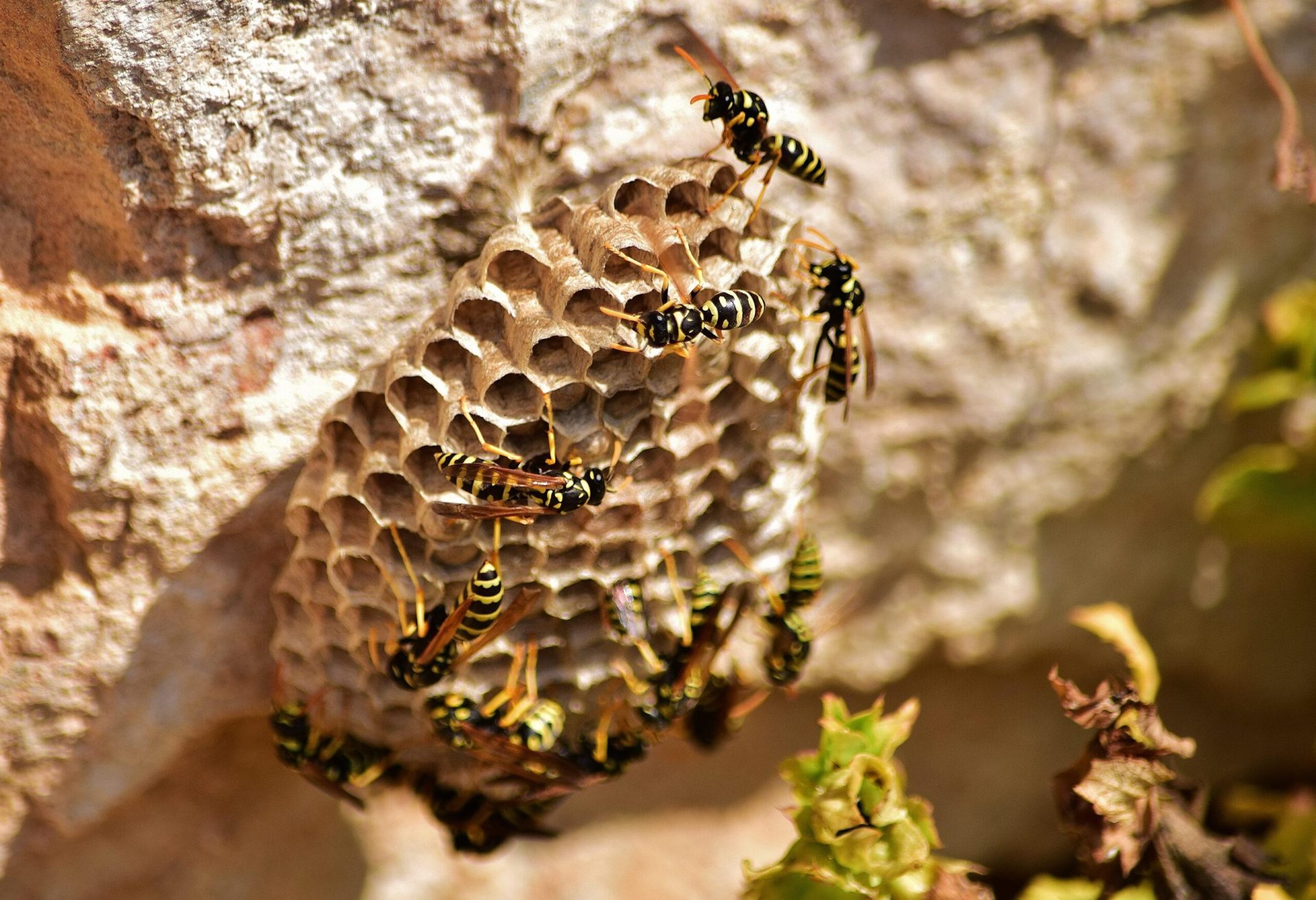 Wasps Extermination Sugar Land, TX